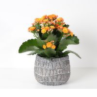 Planter - It's Fall Y'all Planter 4IN, 1 Each