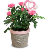 Mini Rose - Ceramic Pot Planter 4inch, 1 Each