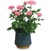 Rose - Mini In Ceramic, 4 Each
