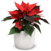 Poinsettia - In a Vertical Lines Pot 4 inch, 1 Each