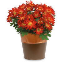 Mum - In Bushel Basket, 1 Each