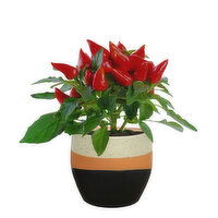 Three - Colour Pot 4 Inch, 1 Each