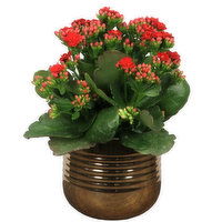 Copper - Copper Rings Ceramic W Kalanchoe 2.25In, 1 Each