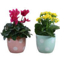 Potted Plants - Polka Dot Pot 4 Inch, 1 Each