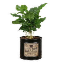 Potted Plant - Daily Grind Pot With Plant 4 Inch, 1 Each