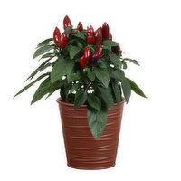 Burnaby Lake - Pepper Potted Plant  4 Inch, 1 Each