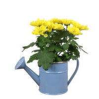 Potted Plant - Flowering Plant In Watering Can Pot 4 Inch, 1 Each