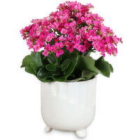 Flowers Assorted - In Debossed Pot 4 Inch, 1 Each