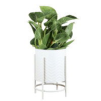 Tropicals - With Herringbone Pot, 6 Inch, 1 Each
