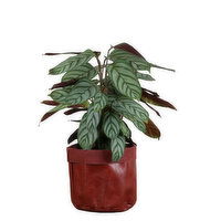 Tropicals - Faux Leather Planter, 6 Inch, 1 Each