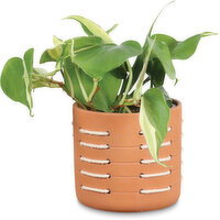 Terras Cotta - Potted With Rope Detail, 4 Inch, 1 Each