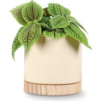 Tropical - with Wood Base Pot, 4 Inch, 1 Each