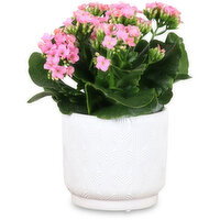 Potted Plant - Lux Ceramic Pot, 4 inch, 1 Each
