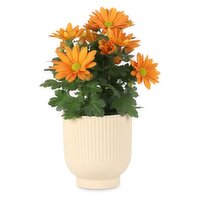 Save-On-Foods - Fall Fluted Pot, 4 Inch, 1 Each