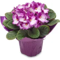 African Violet - African Violet 4 In Pot, 1 Each