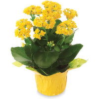 Kalanchoe - Assorted Colours, 4 Inch, 1 Each
