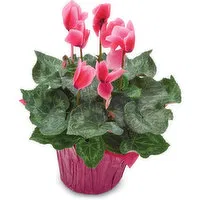 Cyclamen - Flowering Plant 6in, 1 Each