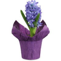 Spring Bulbs - Hyacinth/ Muscari 4 Inch, 1 Each