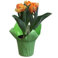 Tulips - Potted Spring Bulbs, 4In, 1 Each