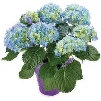 Hydrangea - Potted Plant 6 Inch