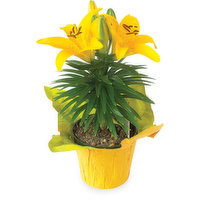 Hybrid Lily - Flowering Plant, Assorted 4in, 1 Each