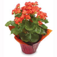 Begonia - Flowering Begonia 6 Inch, 1 Each