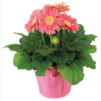 Gerbera Daisy - Flowering Plant 6 Inch, 1 Each