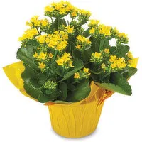 Kalanchoe - Flowering Pot, 6 Inch - 15 CM, 1 Each