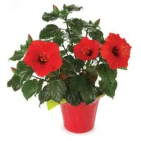 Hibiscus - Flowering Plant 6in