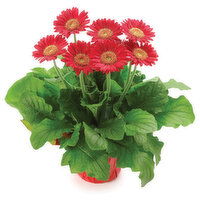 Gerber Daisy - Gerbera Daisy 4In, 1 Each