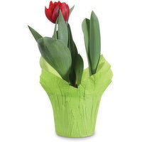 Tulips - Potted Tulip 6 Inch, 1 Each