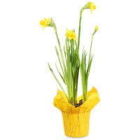 Spring Bulbs - Daffodil, 1 Each