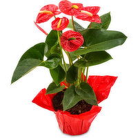 Anthurium - Potted Plant 6 In, 1 Each