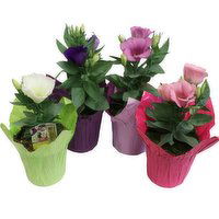 Flowering - Lisianthus, 1 Each