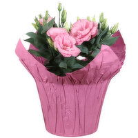 Potted Plant - Lisianthus 6 Inch, 1 Each