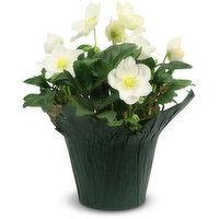 Helleborus - Potted Plant 6 Inch, 1 Each