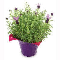 Lavender - Potted Plant, Fresh, 1 Each