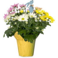 Easter Pot Mums - Assorted Colours with Bunny Pick, 1 Each