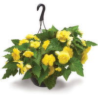 Hanging Basket - Solid Annual Basket, 1 Each