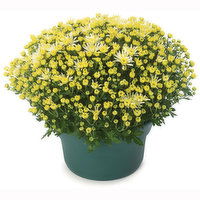 Begian - Potted Mum 12in, 1 Each