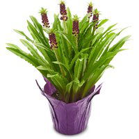 Aloha Lily - Flowering Plant 6Inch, 1 Each