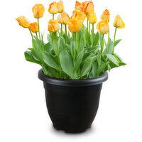 Tulips - Outdoor Tub Planter, 10 Inch, 1 Each