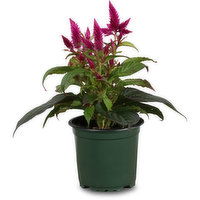 Celosia - Venezuela Flower Potted 4 Inch, 4 Each