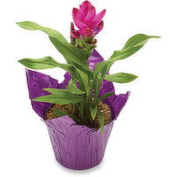 Curcuma - Siam Tulip, 6 Each