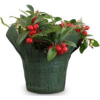 Winter Green - Potted Plant 4in, 1 Each