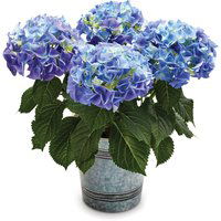 Hydrangea - in Decorative Pot 1 Gallon, 1 Each
