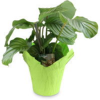 Planter - Tropical Assorted 6 Inch, 1 Each