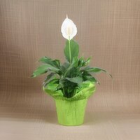 Peace Lily 6Inch - Peace Lily 6 Inch, 1 Each