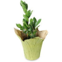 Premium - Tropicals 6 inch, 1 Each