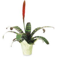 Bromeliad - Potted Plant 6in, 1 Each